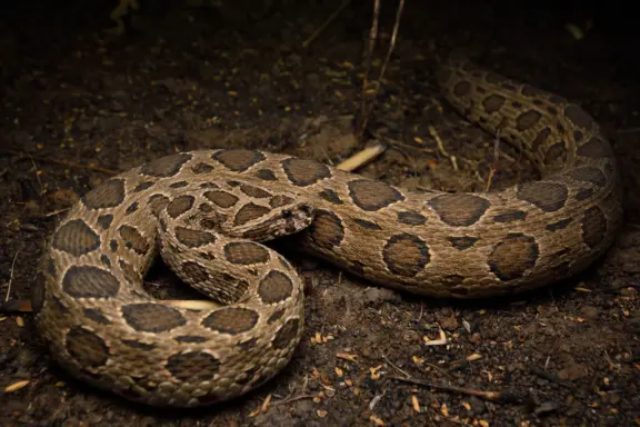 Russell's Viper in Captivity: Care Guide