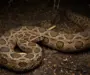 Russell’s Viper in Captivity: Care Guide