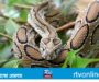 Russell’s Viper in Grasslands: Survival Guide