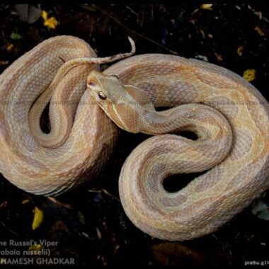 Russell's Viper in India: Regional Guide