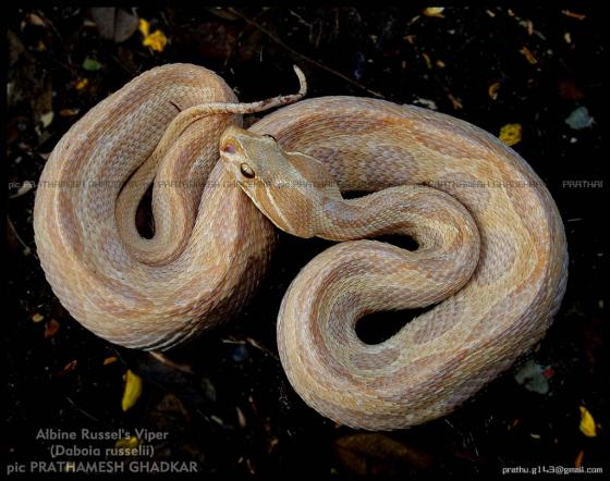 Russell's Viper in India: Regional Guide