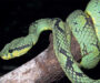 Russell’s Viper in Sri Lanka: Local Study