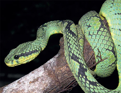 Russell's Viper in Sri Lanka: Local Study