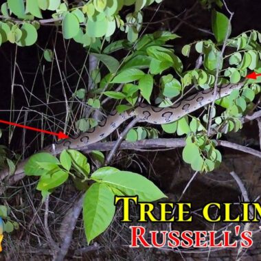 Russell's Viper in the Wild: Natural Behavior