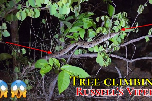 Russell's Viper in the Wild: Natural Behavior