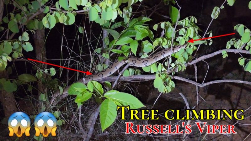 Russell's Viper in the Wild: Natural Behavior