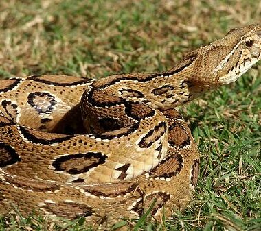 Russell's Viper Lifespan: Age Factors in the Wild