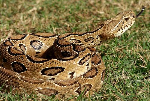 Russell's Viper Lifespan: Age Factors in the Wild