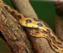 Russell’s Viper Mating: Seasonal Patterns Explained