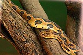 Russell's Viper Mating: Seasonal Patterns Explained