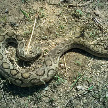 Russell's Viper Predators: Natural Threats Guide