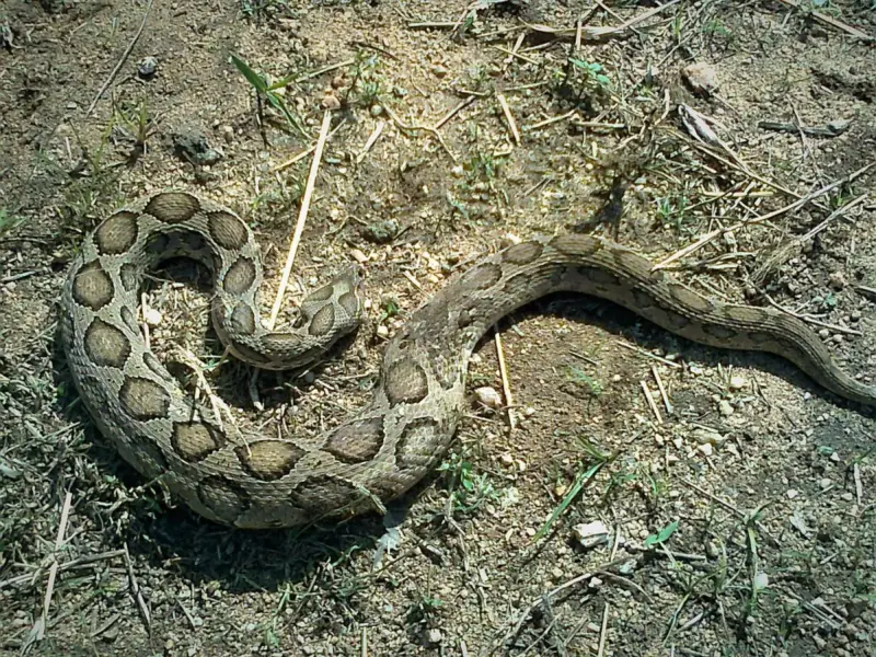 Russell's Viper Predators: Natural Threats Guide