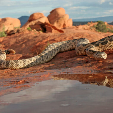 Russell's Viper Rattling Sound: Alert Guide