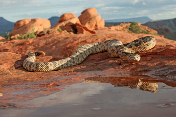 Russell's Viper Rattling Sound: Alert Guide