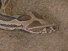 Russell's Viper Reproduction: Breeding Cycle Guide