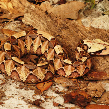 Russell's Viper Size: Adult Length & Growth Guide