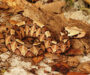 Russell’s Viper Size: Adult Length & Growth Guide