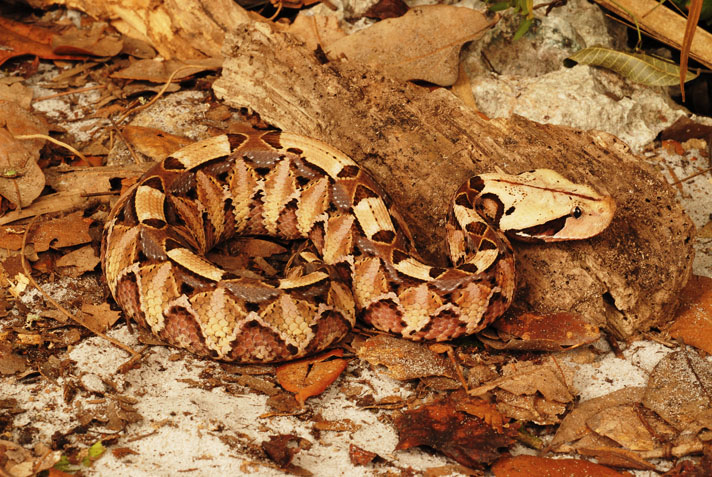 Russell's Viper Size: Adult Length & Growth Guide