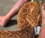 Russell’s Viper Symptoms: Bite Warning Signs