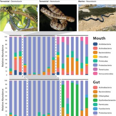 Russell's Viper Taxonomy: Species Guide