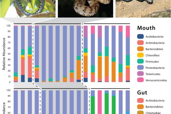 Russell's Viper Taxonomy: Species Guide