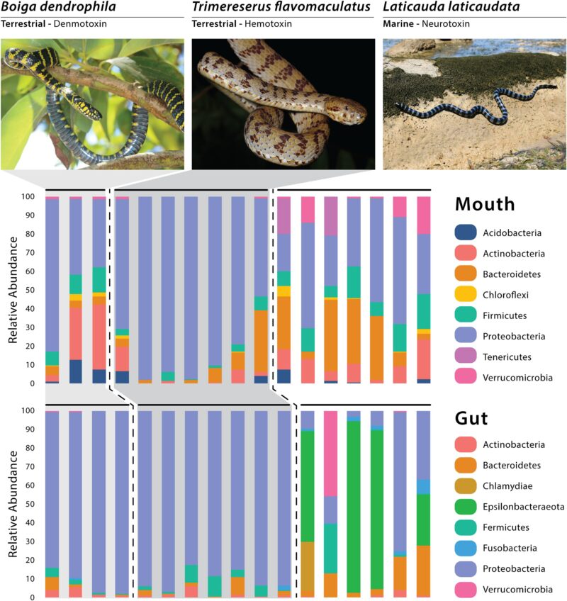 Russell's Viper Taxonomy: Species Guide