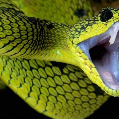 Russell's Viper Toxicity: Understanding Dangers