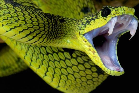 Russell's Viper Toxicity: Understanding Dangers