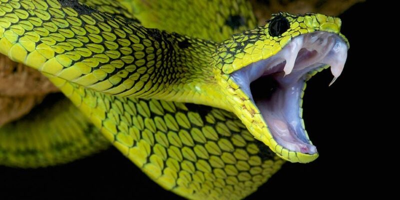 Russell's Viper Toxicity: Understanding Dangers