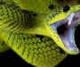 Russell’s Viper Toxicity: Understanding Dangers