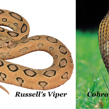 Russell's Viper Venom: Understanding Its Deadly Power