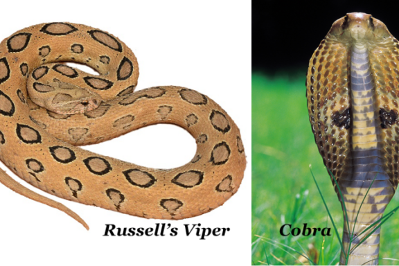 Russell's Viper Venom: Understanding Its Deadly Power