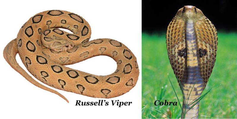 Russell's Viper Venom: Understanding Its Deadly Power