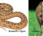 Russell’s Viper Venom: Understanding Its Deadly Power