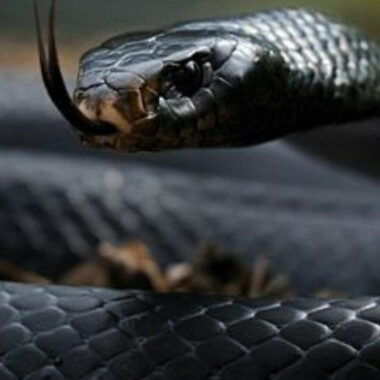 Russell's Viper vs Black Mamba: Deadly Comparison