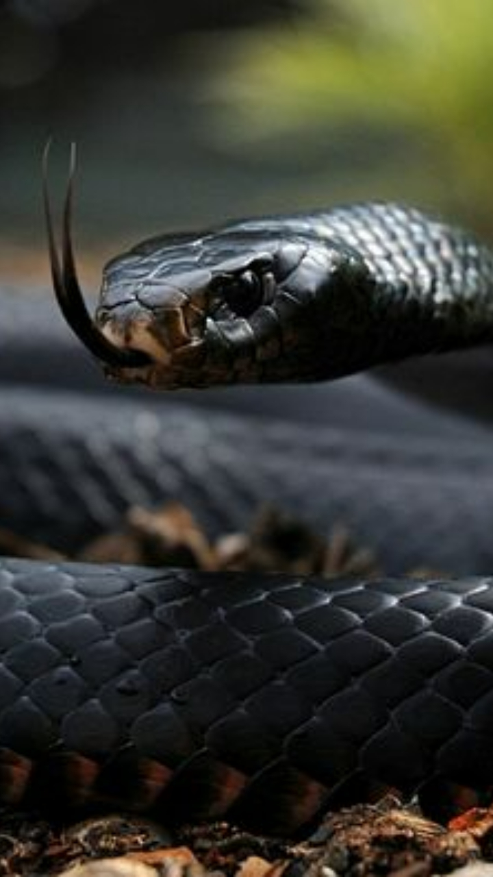 Russell's Viper vs Black Mamba: Deadly Comparison