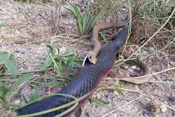 Russell's Viper vs Cobra: Comparing Deadly Snakes