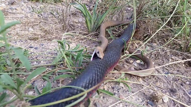 Russell's Viper vs Cobra: Comparing Deadly Snakes