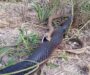 Russell’s Viper vs Cobra: Comparing Deadly Snakes