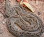 Russell’s Viper Warning Signs: Safety Guide