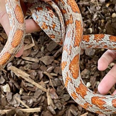 Safe and Effective Corn Snake Handling Tips