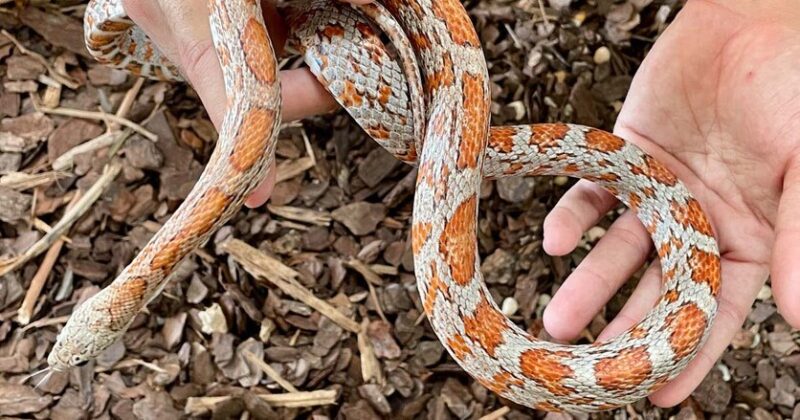 Safe and Effective Corn Snake Handling Tips