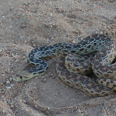 San Diego Gopher Snake: Local Species Guide