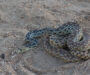 San Diego Gopher Snake: Local Species Guide