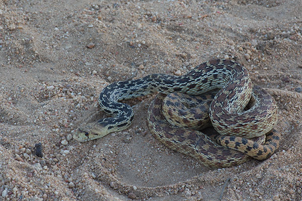 San Diego Gopher Snake: Local Species Guide