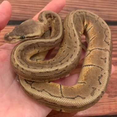 Signs and Remedies for Dehydrated Ball Pythons