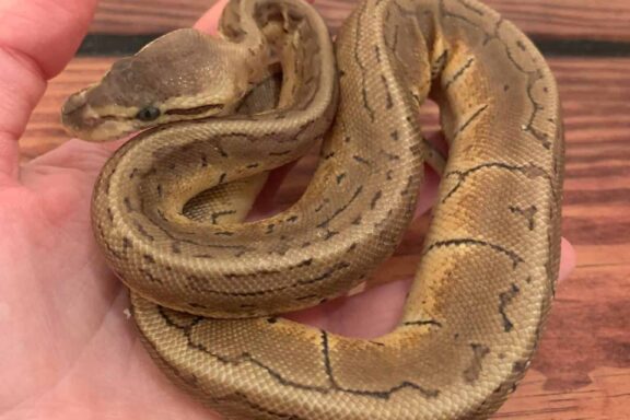 Signs and Remedies for Dehydrated Ball Pythons