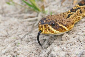 The Ultimate Copperhead Look Alike Guide: Stay Safe This Season - xmiqrr9