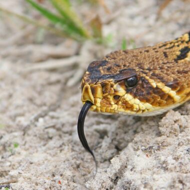 Snakes Similar to Copperhead: Look-Alike Guide