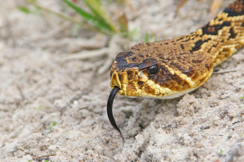 Snakes Similar to Copperhead: Look-Alike Guide